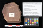 Foto (Objekt + Etikett) von Quercus palaeoilex Ettingshausen (NHMW-GEO-2024-0188-0798)
